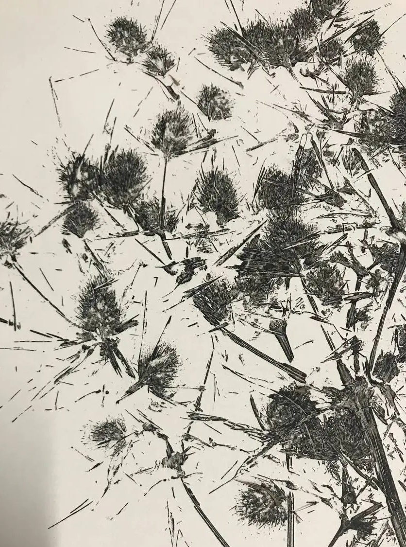 Untitled [Herbarium]