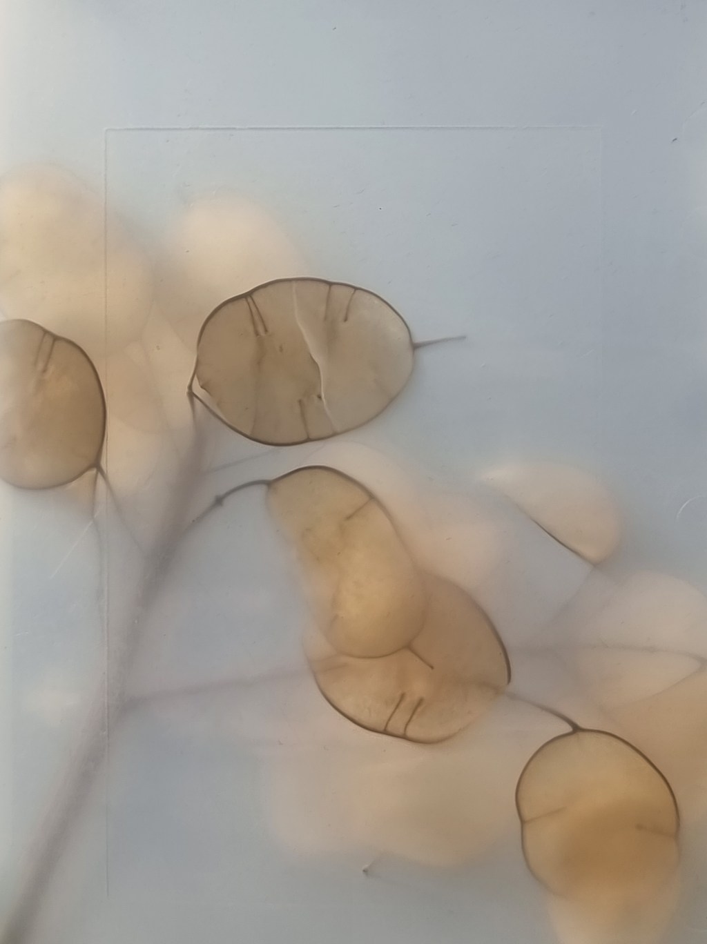 [verwandlungen/metamorphoses]